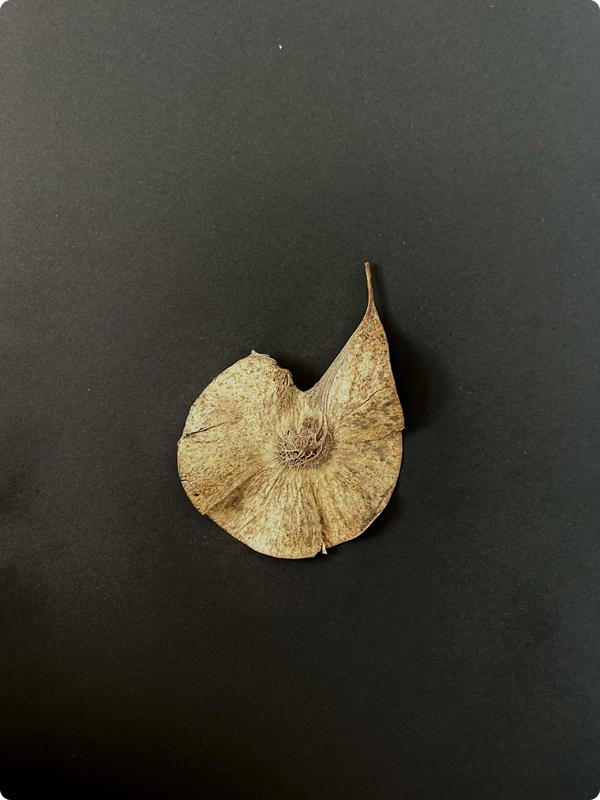 Beleaf